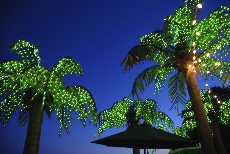 lit up palm tree lamps at dusk