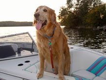 a golden retriever sitting on a boat